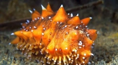 Трепанг (фото): мало создавање на голема вредност